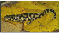 : Ambystoma mavortium; Barred Tiger Salamander