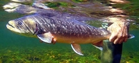 Arctic Char - Searunning Salvelinus alpinus