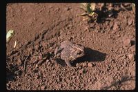 : Bufo americanus americanus; American Toad
