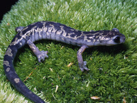 : Bolitoglossa franklini