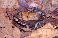 : Leptodactylus savagei; Savage's Thin-toed Frog