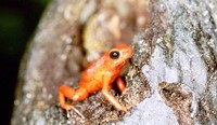 : Oophaga pumilio; Strawberry Poison Frog