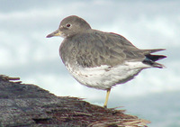 : Aphriza virgata; Surfbird