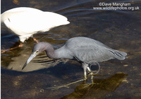 : Egretta caerulea; Little Blue Heron