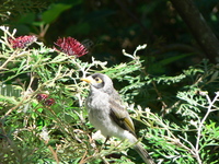 : Manorina melanocephala; Noisy Miner