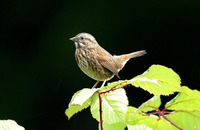 : Melospiza melodia; Song Sparrow