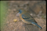 : Passerina amoena; Lazuli Bunting