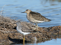 : Philomachus pugnax; Ruff