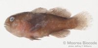 : Gobiodon sp.
