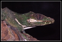 : Anolis equestris; Knight Anole