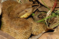 : Crotalus triseriatus armstrongi; Western Dusky Rattlesnake