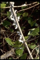 : Phromnia rosea; Flatid Leaf Bug