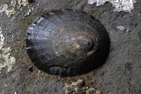 : Lottia pelta; Shield Limpet