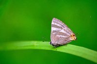: Rapala caerulea ssp. arata; Butterfly