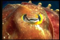 : Sepia latimanus; Broadclub Cuttlefish