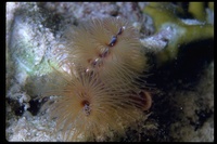 : Spirobranchus giganteus; Christmas-tree Worm