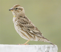 Rock Petronia (Sparrow)