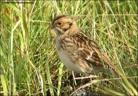 Lapland Longspur Calcarius lapponicus