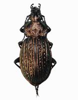Carabus ullrichii