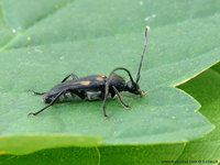 Anoplodera sexguttata var. excalamationis