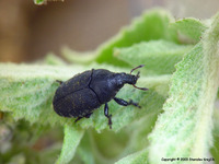 Larinus obtusus