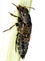 Ontholestes murinus