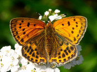 Lycaena virgaureae - Scarce Copper