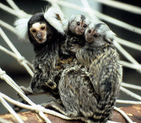 Common marmoset (Callithrix jacchus)