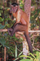 Tufted capuchin (Cebus apella)