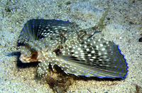 Dactylopterus volitans, Flying gurnard: fisheries, gamefish, aquarium