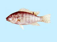 Tilapia zillii, Redbelly tilapia: fisheries, aquaculture, aquarium