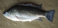 Oreochromis hunteri, Lake Chala tilapia: fisheries