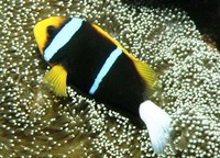 Amphiprion chrysopterus, Orangefin anemonefish: fisheries, aquarium