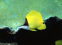 Forcipiger flavissimus, Longnose butterfly fish: aquarium