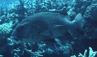 Plectorhinchus obscurus, Giant sweetlips: