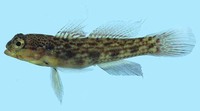 Gladiogobius ensifer, Gladiator goby: