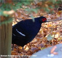 Mikado Pheasant Syrmaticus mikado