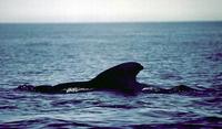 Image of: Globicephala macrorhynchus (short-finned pilot whale)