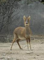 Image of: Hydropotes inermis (Chinese water deer)