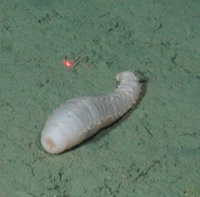 Abyssocucumis abyssorum - White sea cucumber