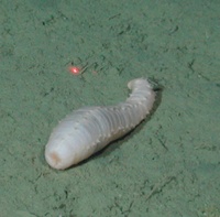 Abyssocucumis abyssorum - White sea cucumber