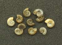 Valvata cristata