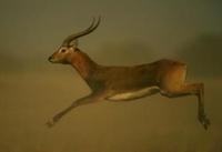 Image of: Kobus leche (lechwe)