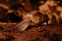 Achatina reticulata