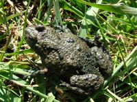 Bombina bombina - Fire-Bellied Toad