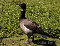 Branta bernicla bernicla - Dark-Bellied Brent Goose