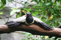 Carpococcyx renauldi - Coral-billed Ground-Cuckoo