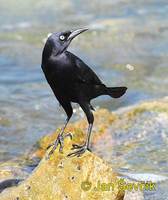 Quiscalus lugubris - Carib Grackle