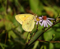 Image of: Colias philodice (clouded sulphur)