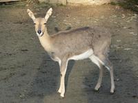 Redunca fulvorufula - Mountain Reedbuck